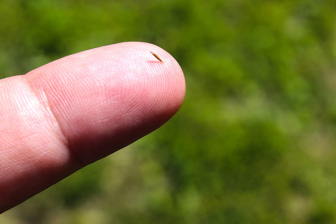 Kesusupan (Splinter)